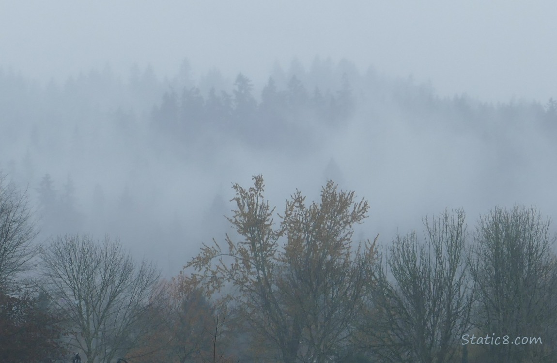 Foggy douglas firs in the distance