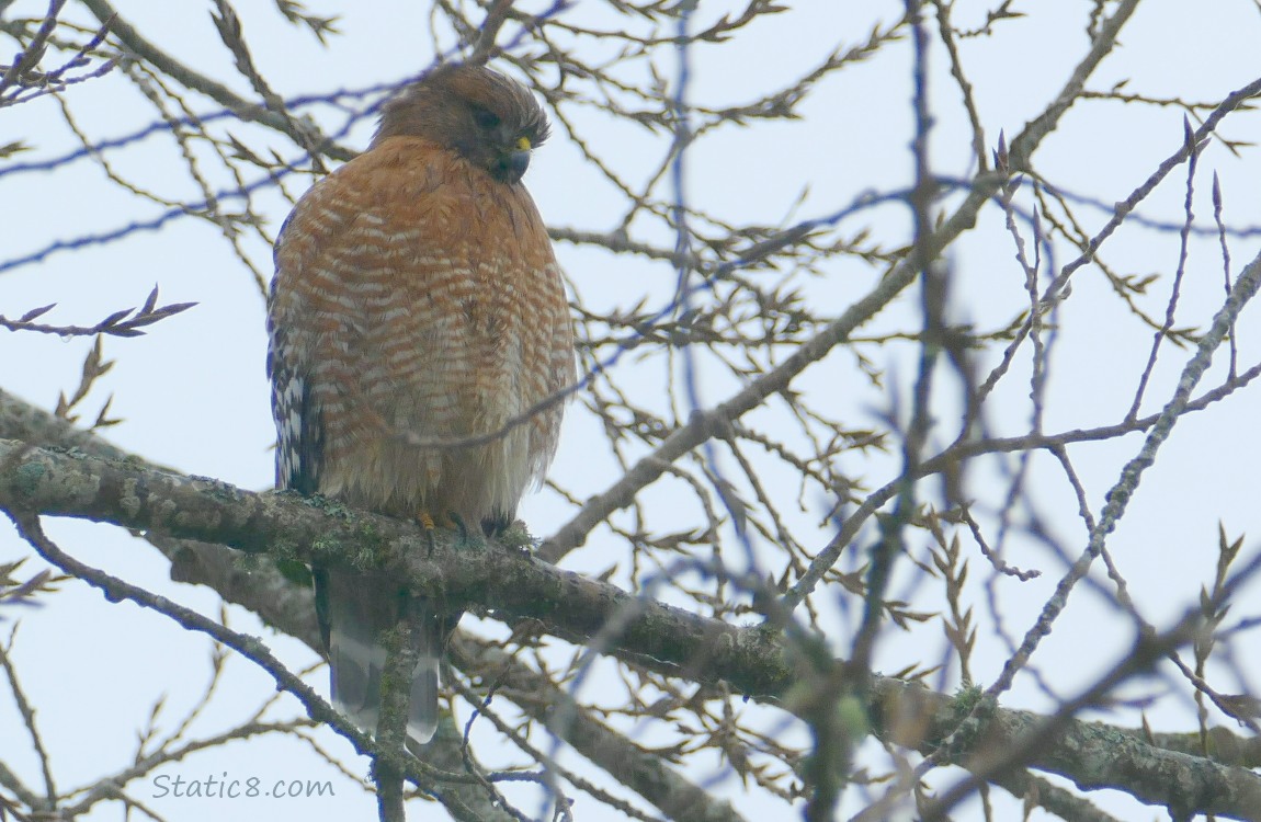 Red Shoulder Hawk standing on a branch