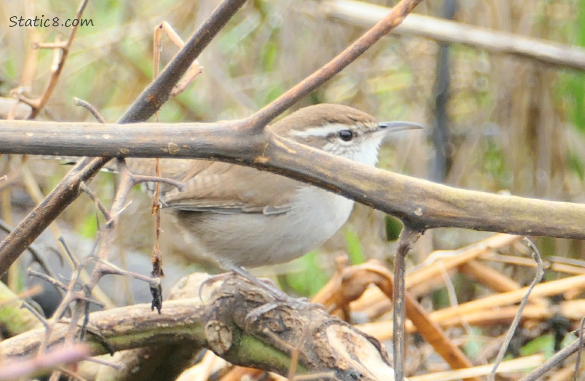 Bewick Wren