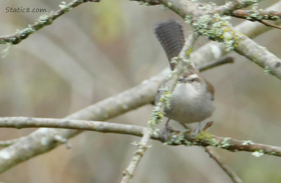 Very blurry Bewick Wren standing on a branch