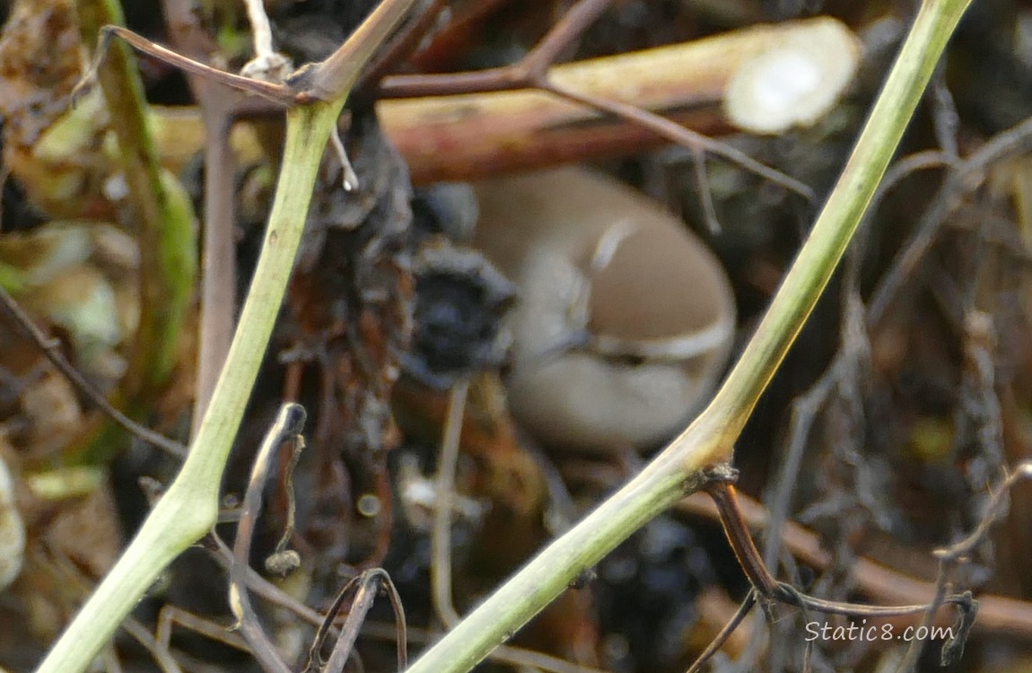 Blurry Bewick Wren in a compost pile