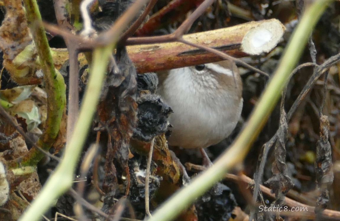 Blurry Bewick Wren in a compost pile