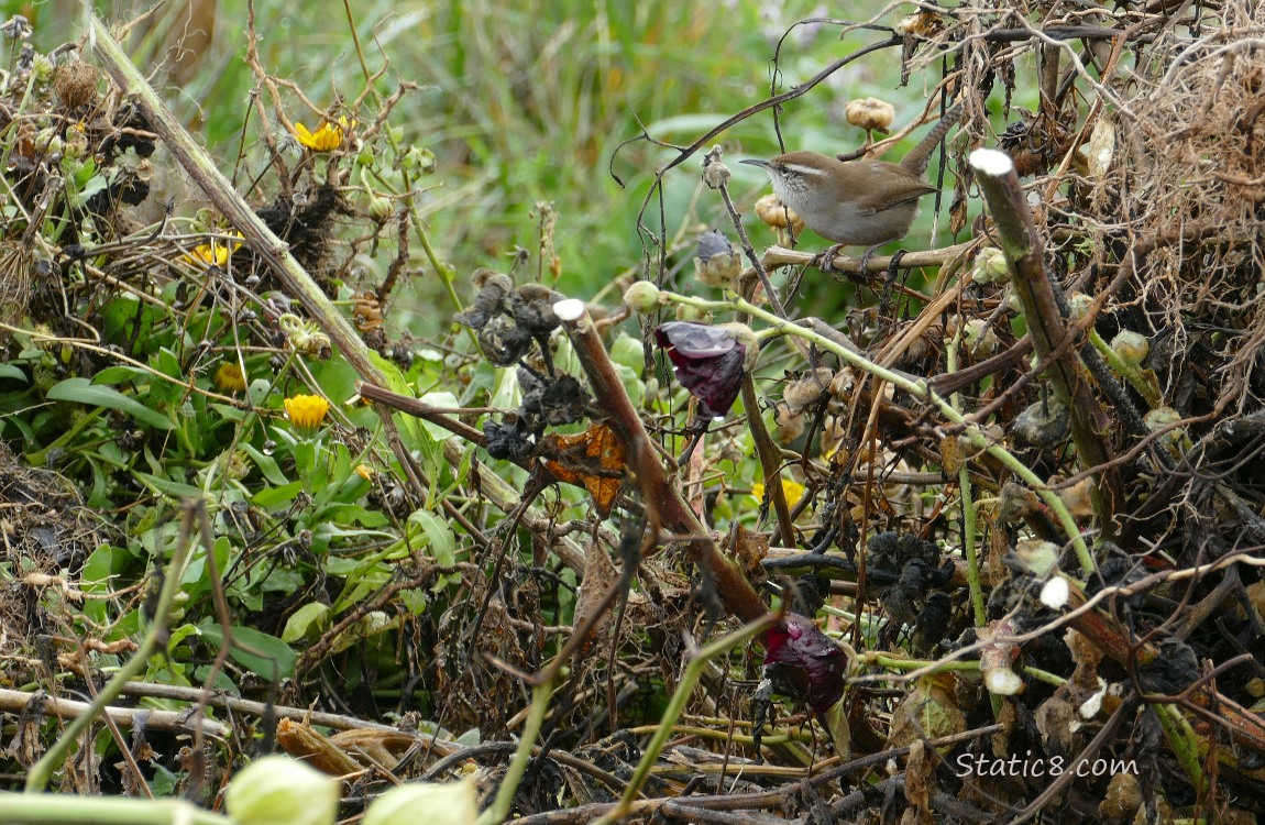 Bewick Wren standing in a compost pile