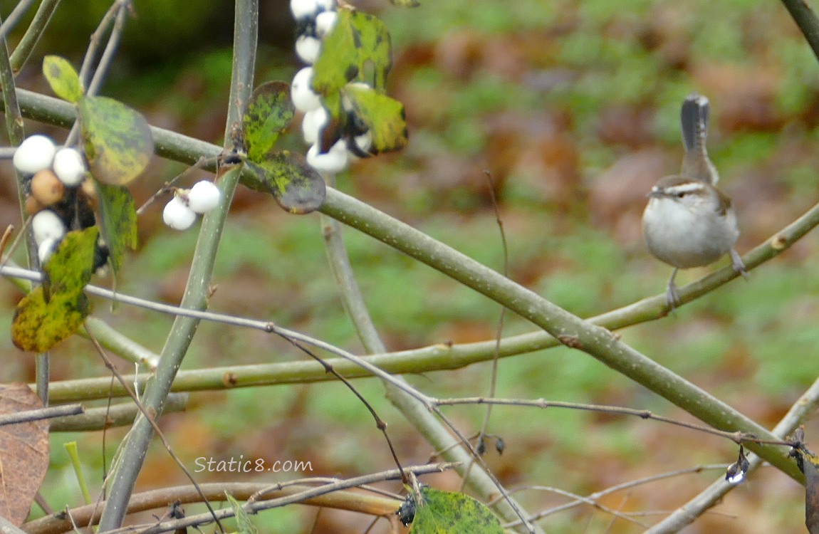 Bewick Wren standing on a vine with Snow Berries