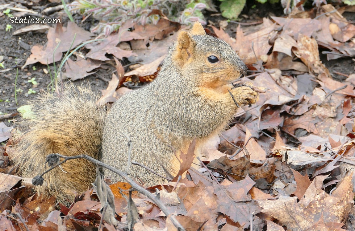 Squirrel standing on a leaf pile