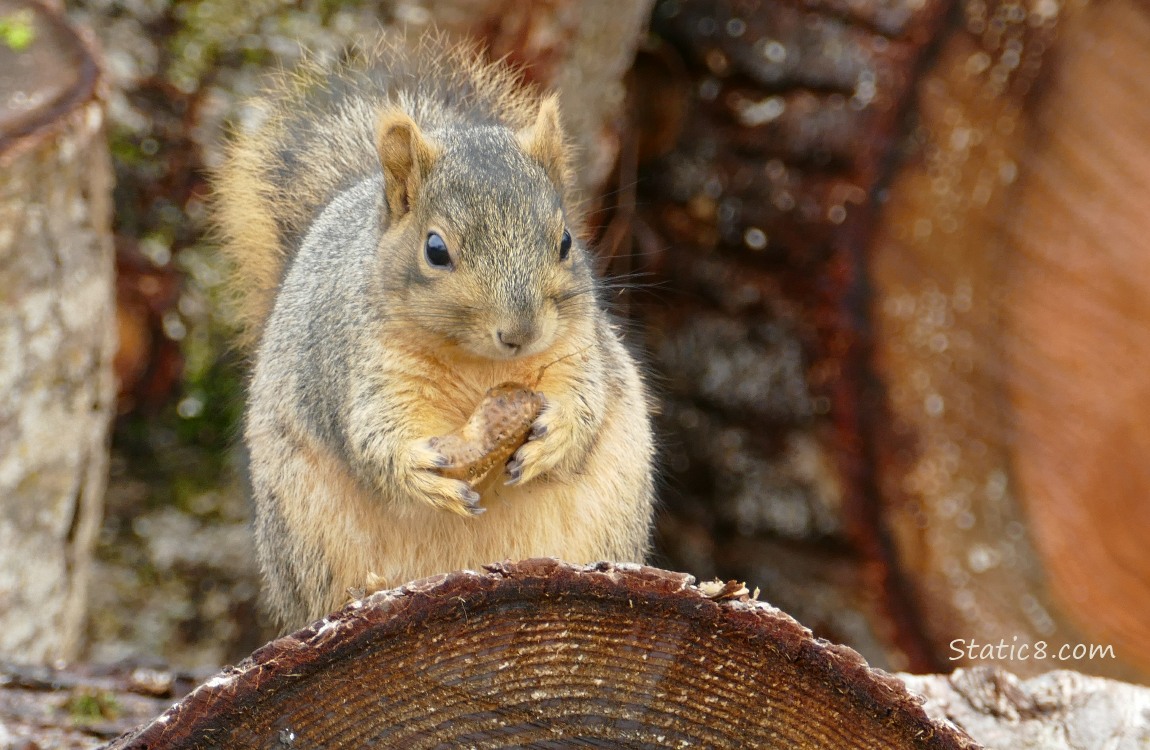 Squirrel standing on a log, holding a peanut in the shell