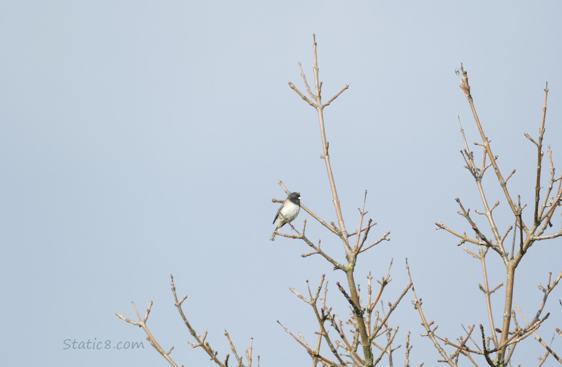 Junco standing up in a winter bare tree