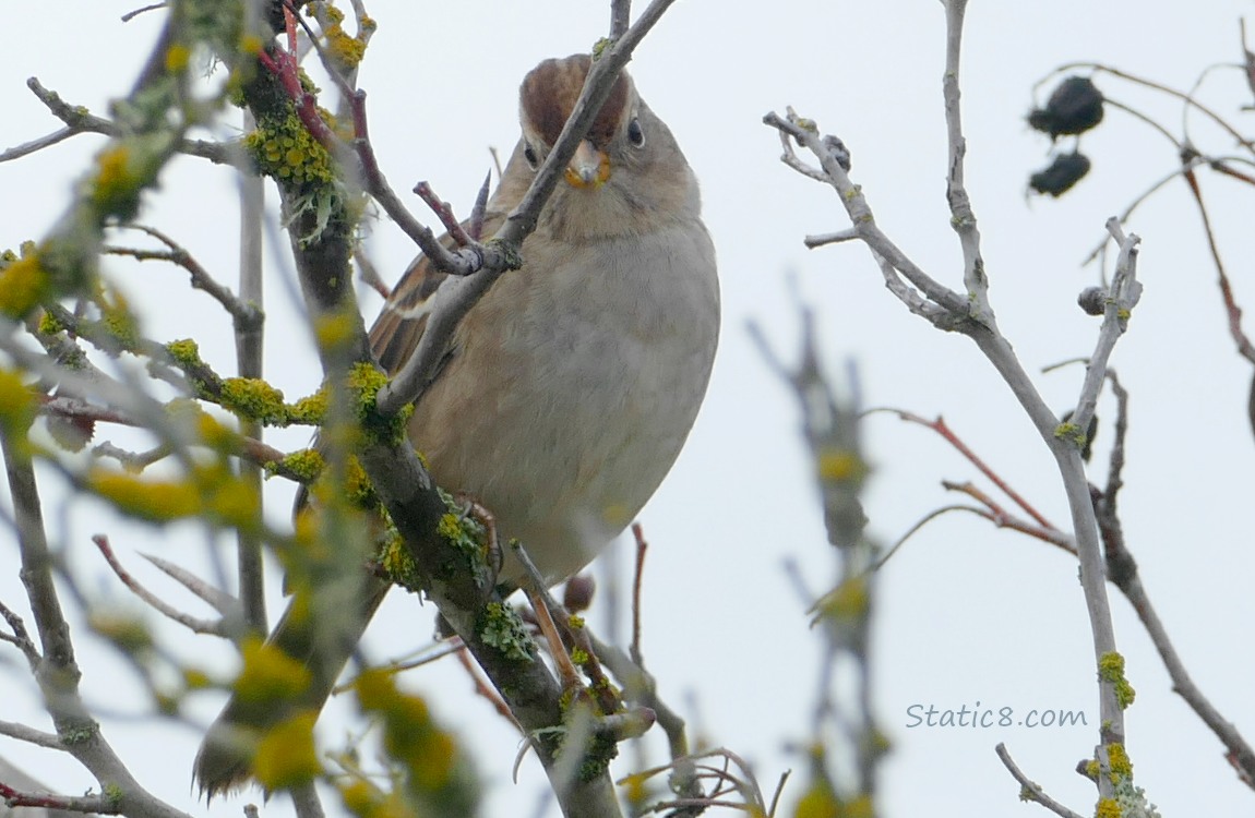 Juvenile White Crown Sparrow looking down from winter bare branches