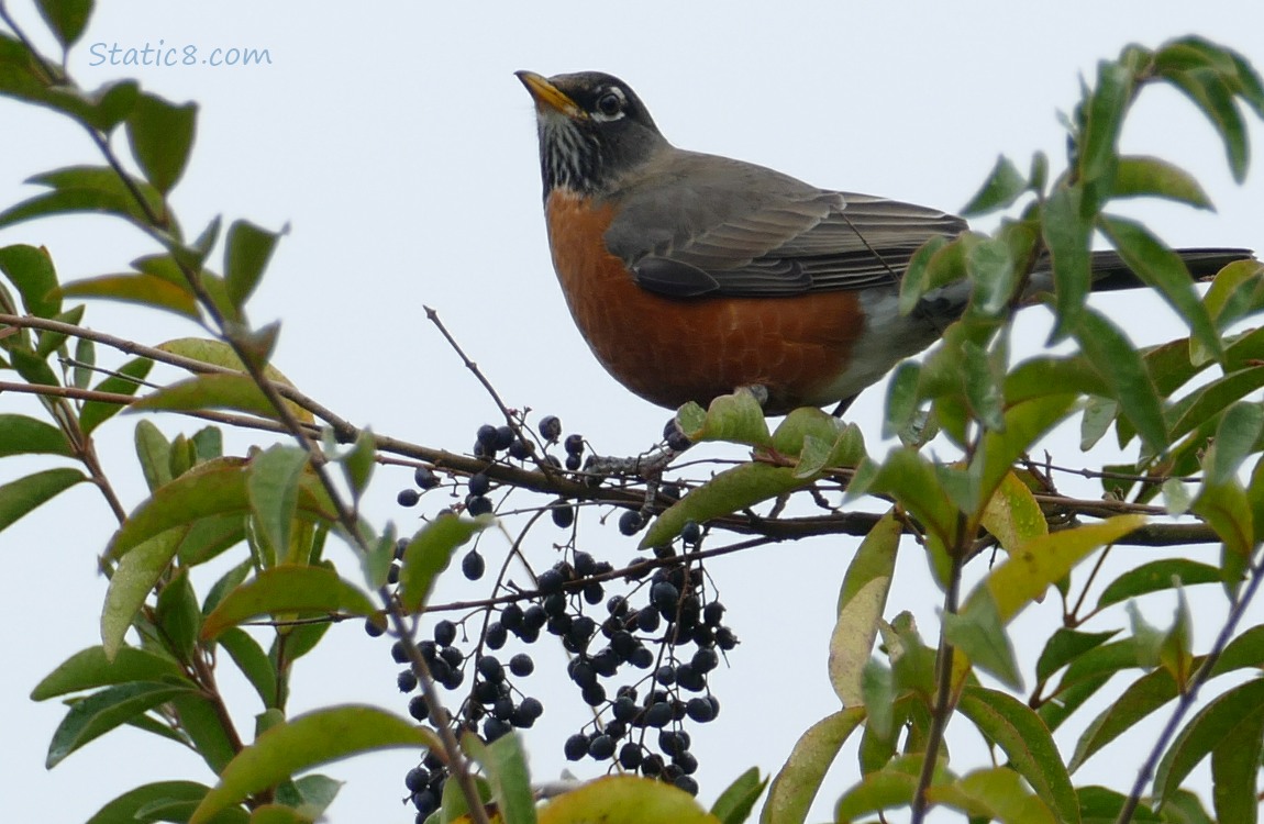 American Robin standing in a 