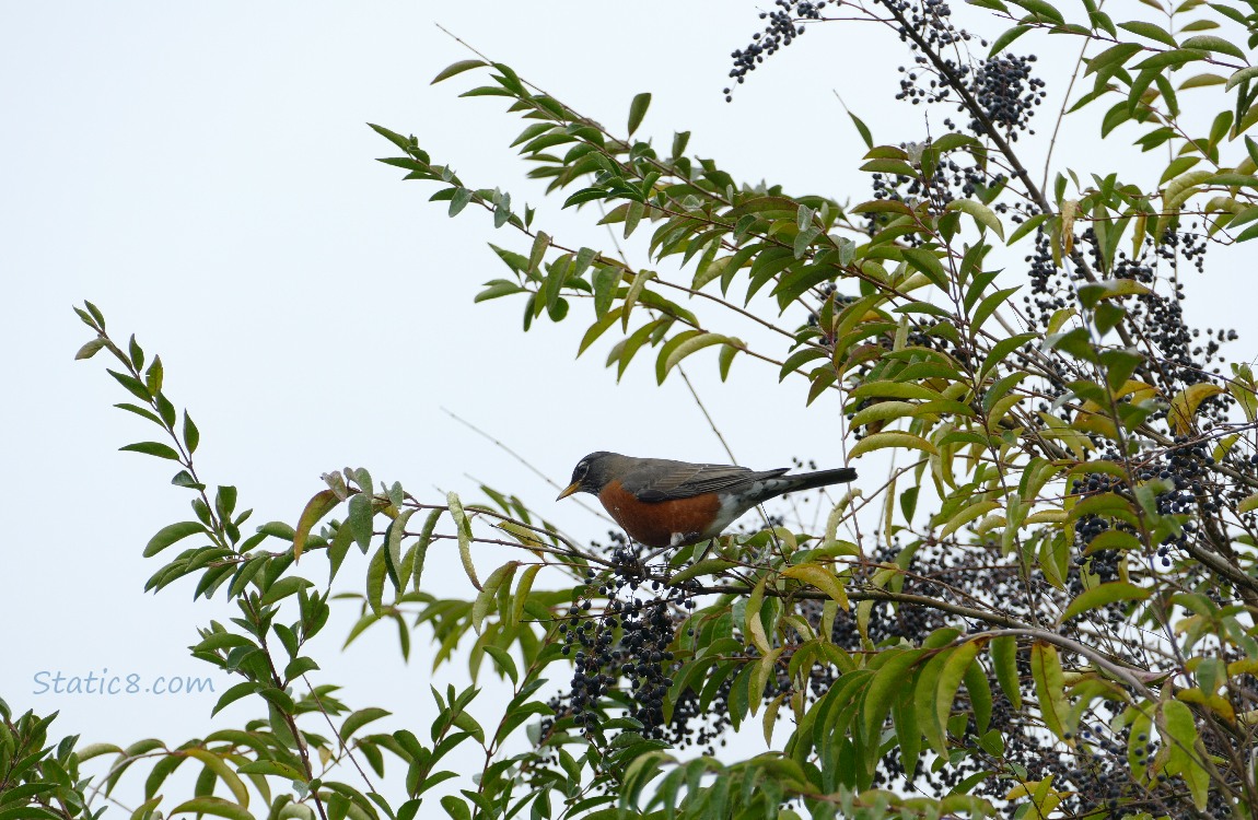 American Robin in an Elderberry tree