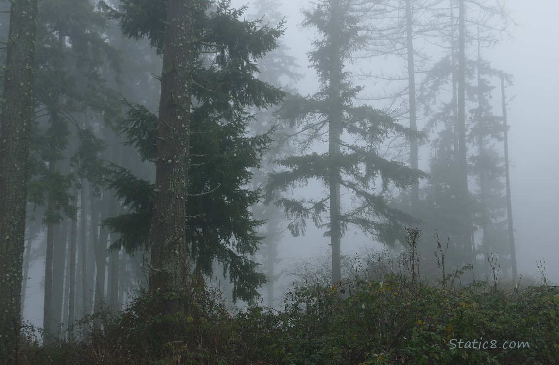 Foggy Douglas Fir trees