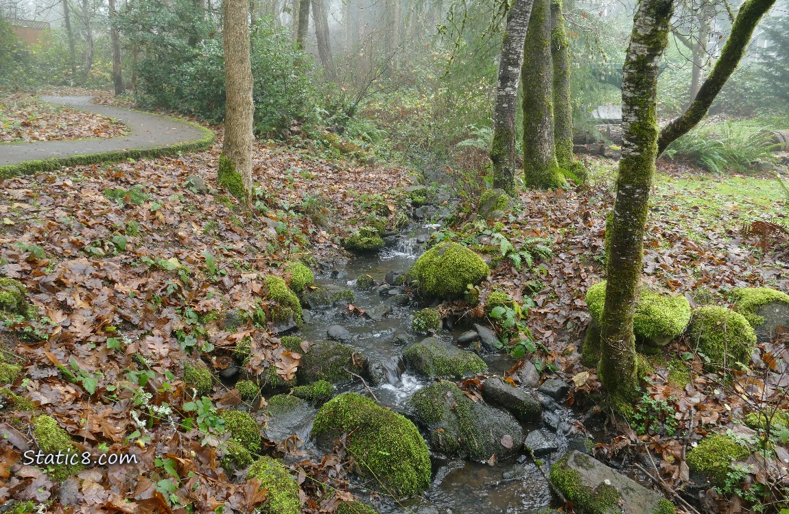 Small waterfall along a forest path