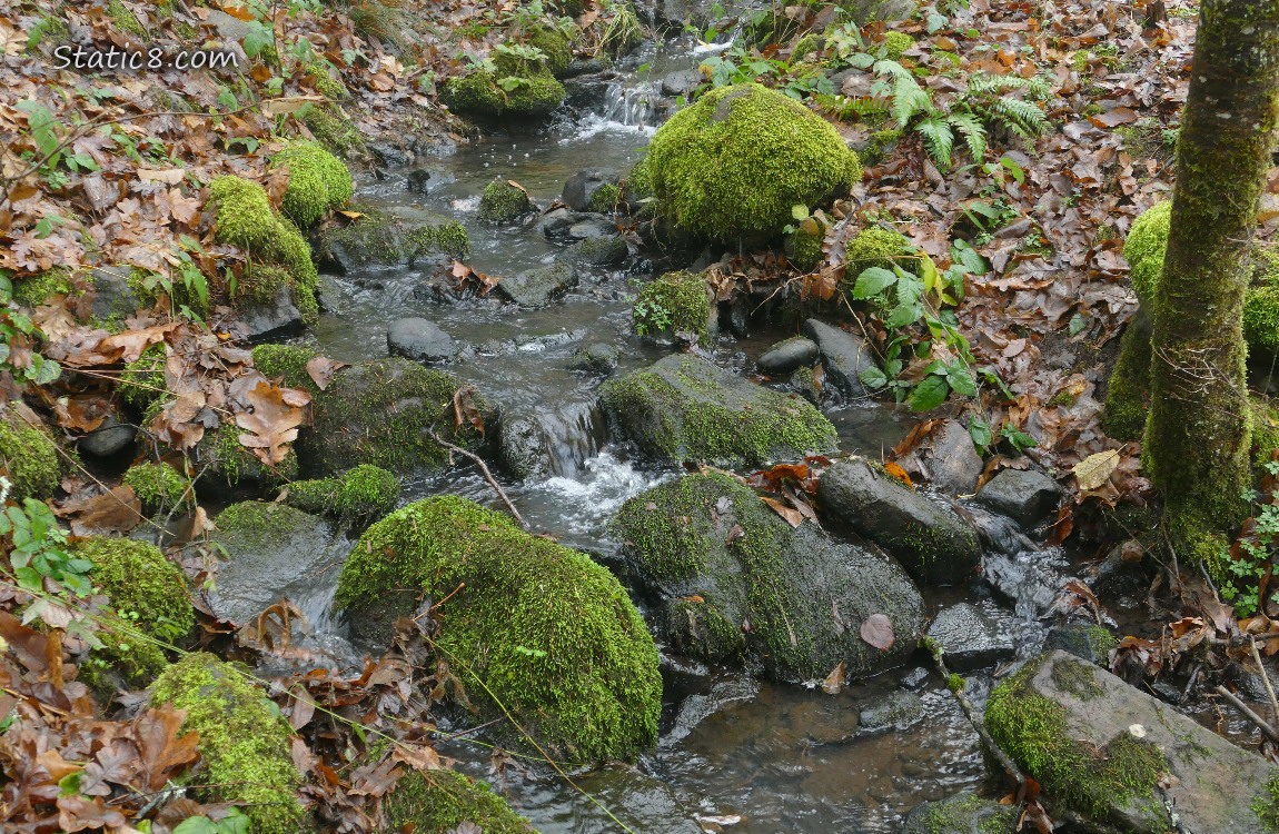 Small waterfall along a forest path