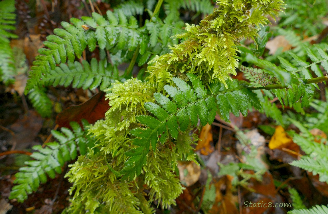 Moss and Fern leaves