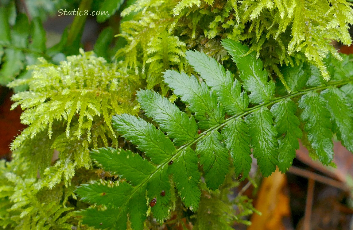 Moss and Fern leaves