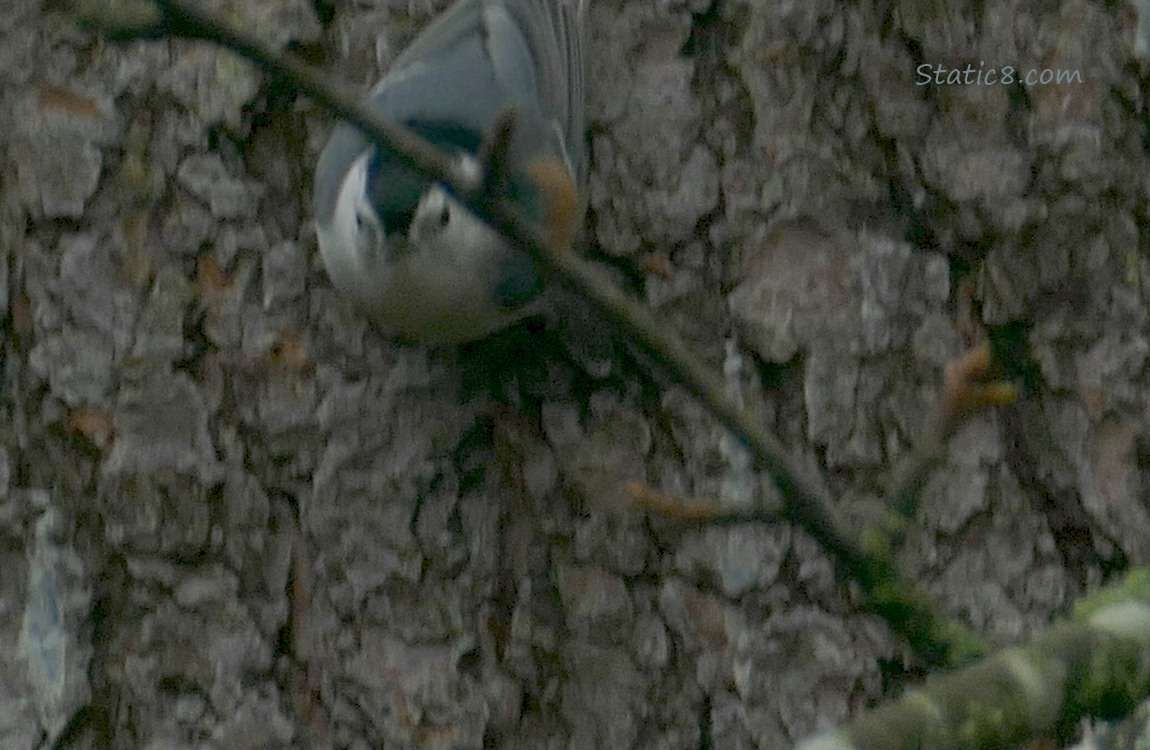 Nuthatch standing on the side of a tree trunk