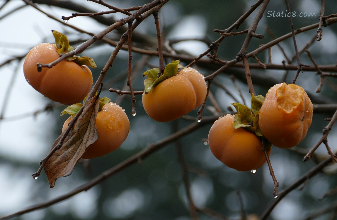 Persimmons hanging from a bare tree, one is munched