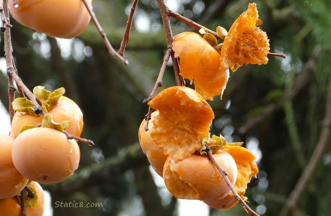 Munched Persimmons hanging from a bare tree