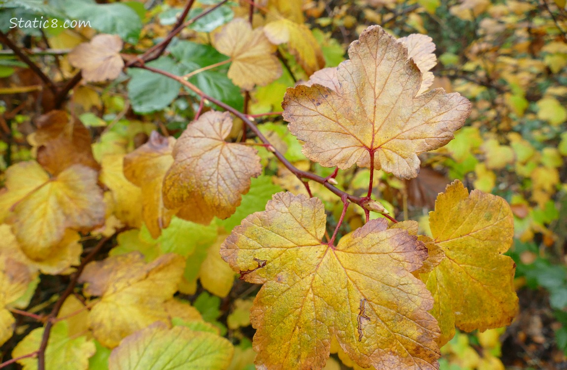 Autumn leaves of Red Flowering Current, fading to yellow