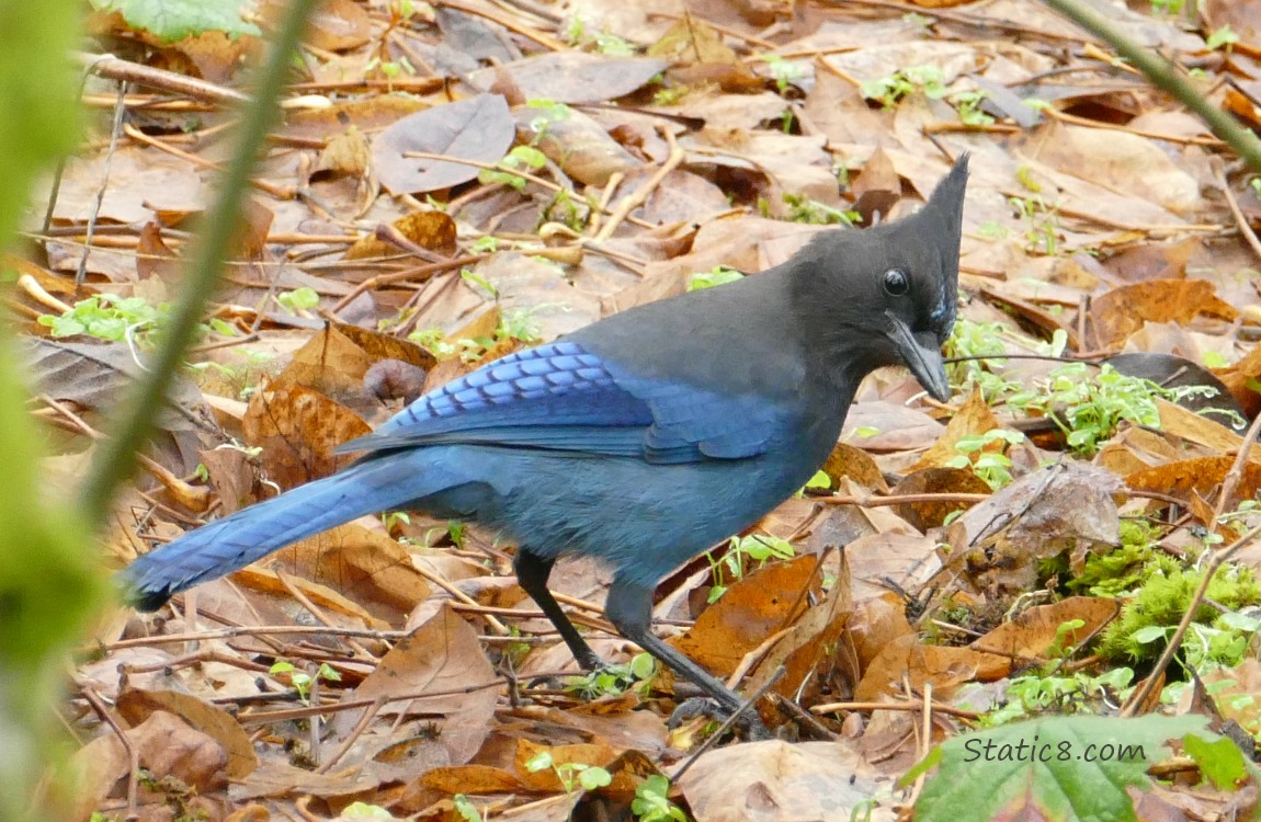 Steller Jay looking for a snack in the leaf litter