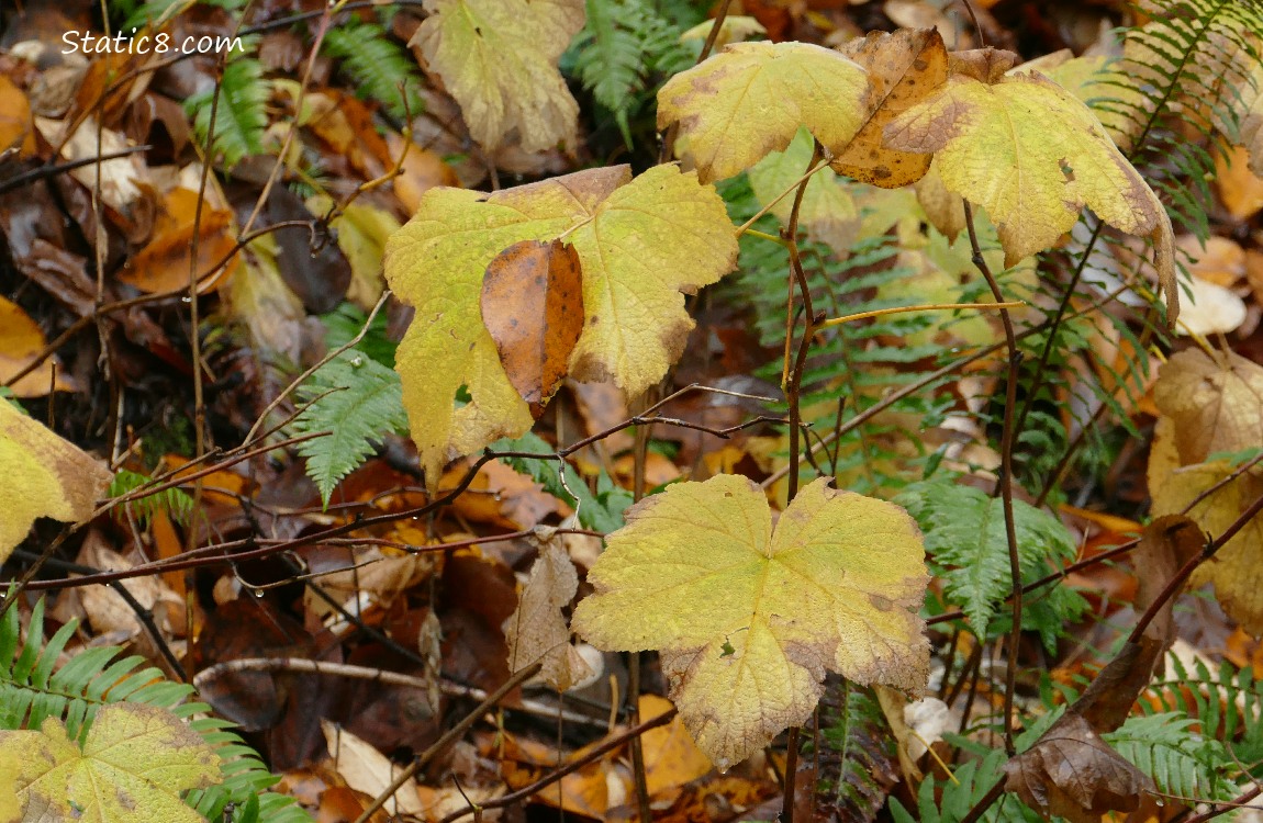 Thimble berry and fern leaves on the forest floor