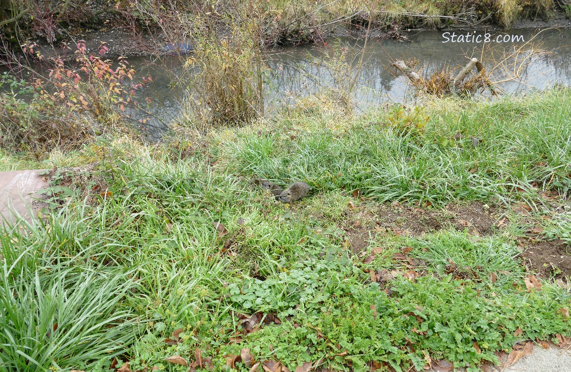 Looking down the bank of the creek