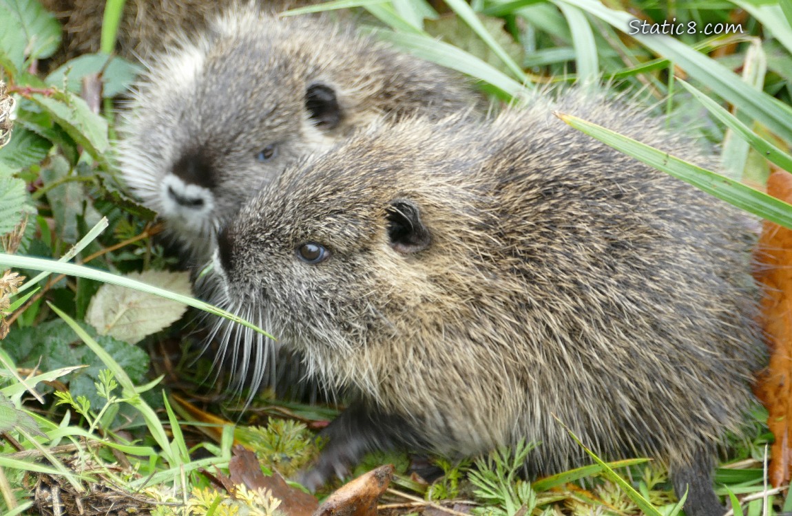 Two young Nutrias in the grass