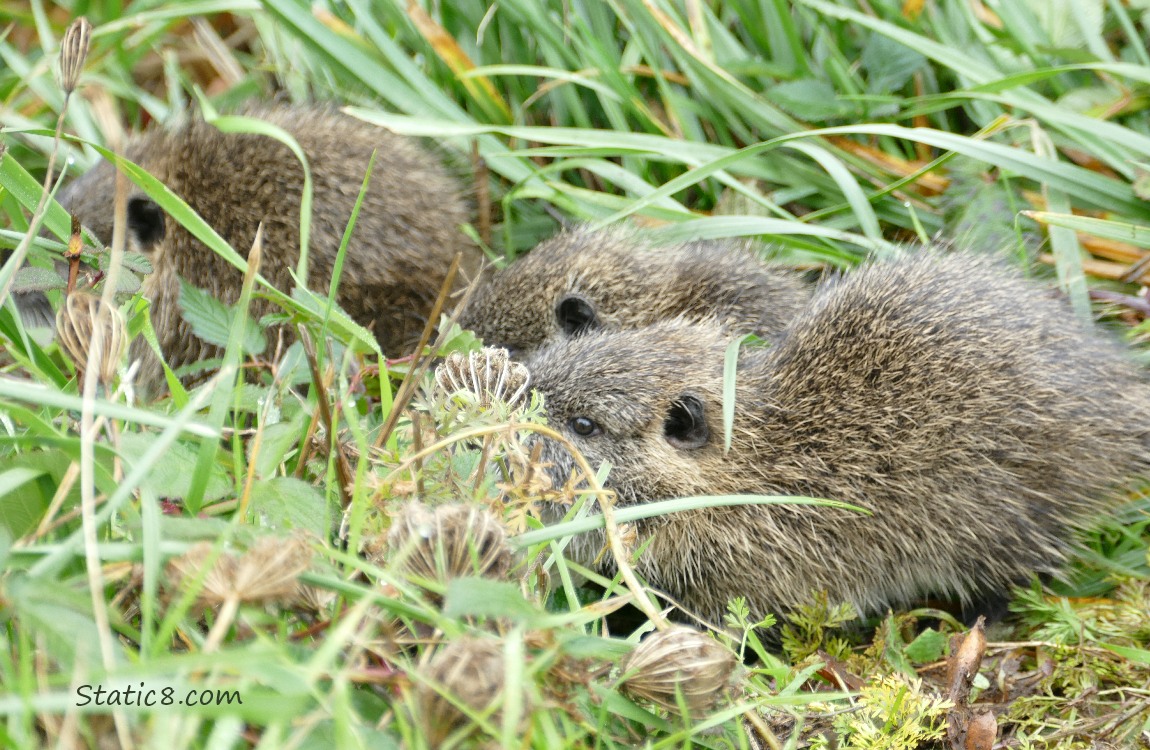 Three young Nutrias in the grass