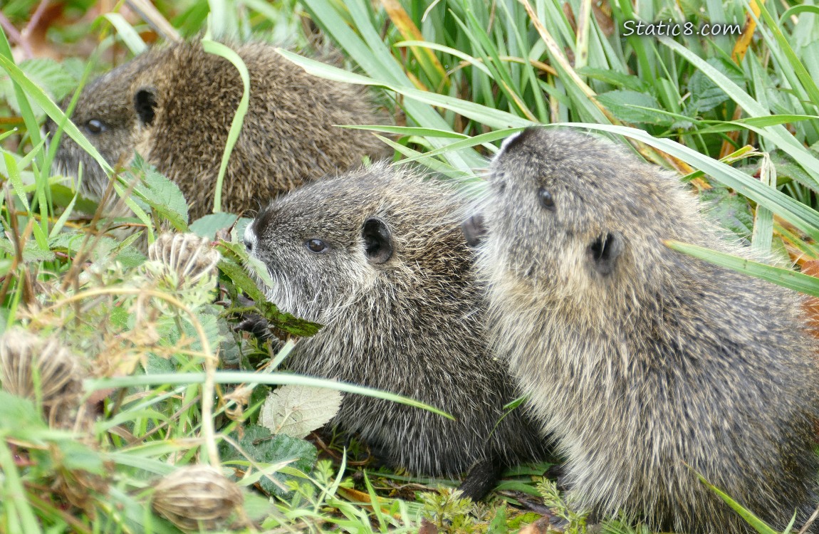 Three young Nutrias in the grass