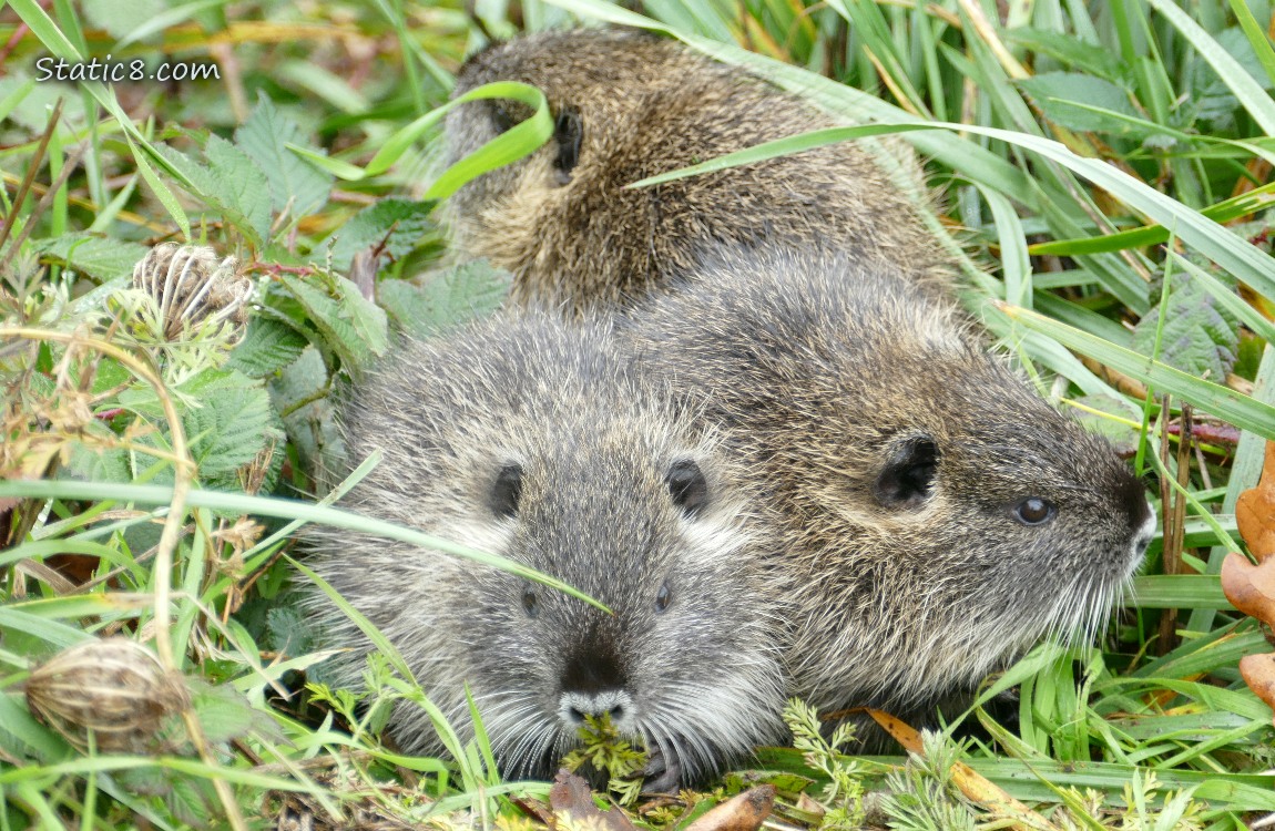 Three young Nutrias in the grass