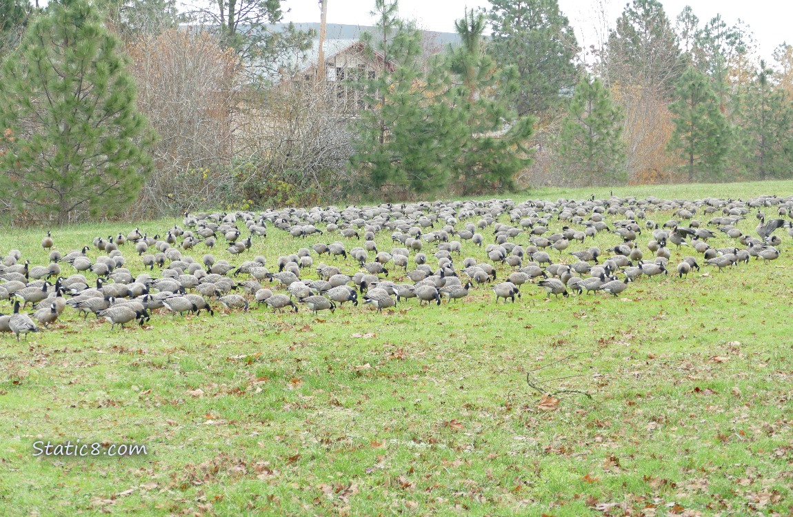 Flock of Cackling Geese standing on the grass