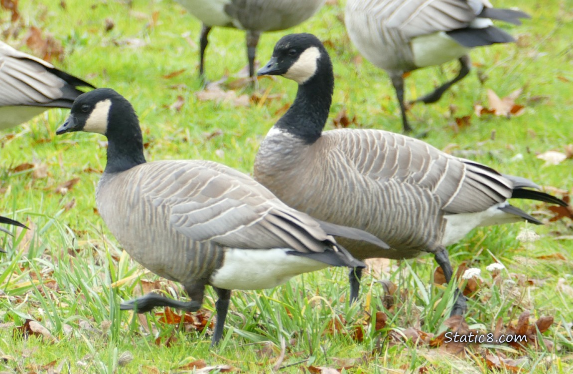 Two Cackling Geese walking on the grass