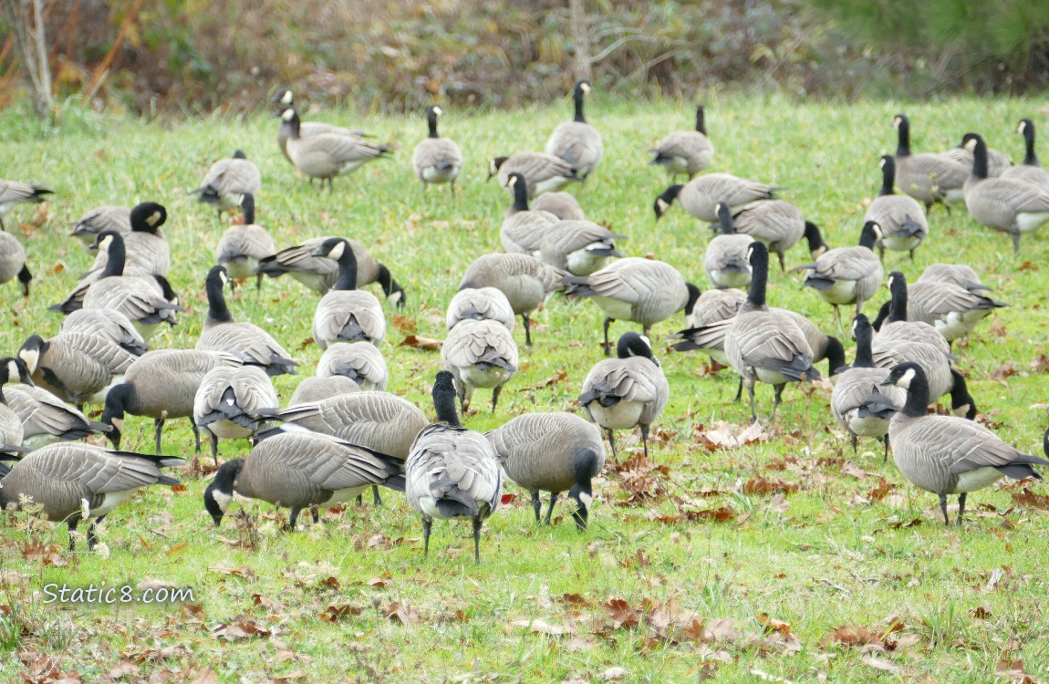 Flock of Cackling Geese standing on the grass