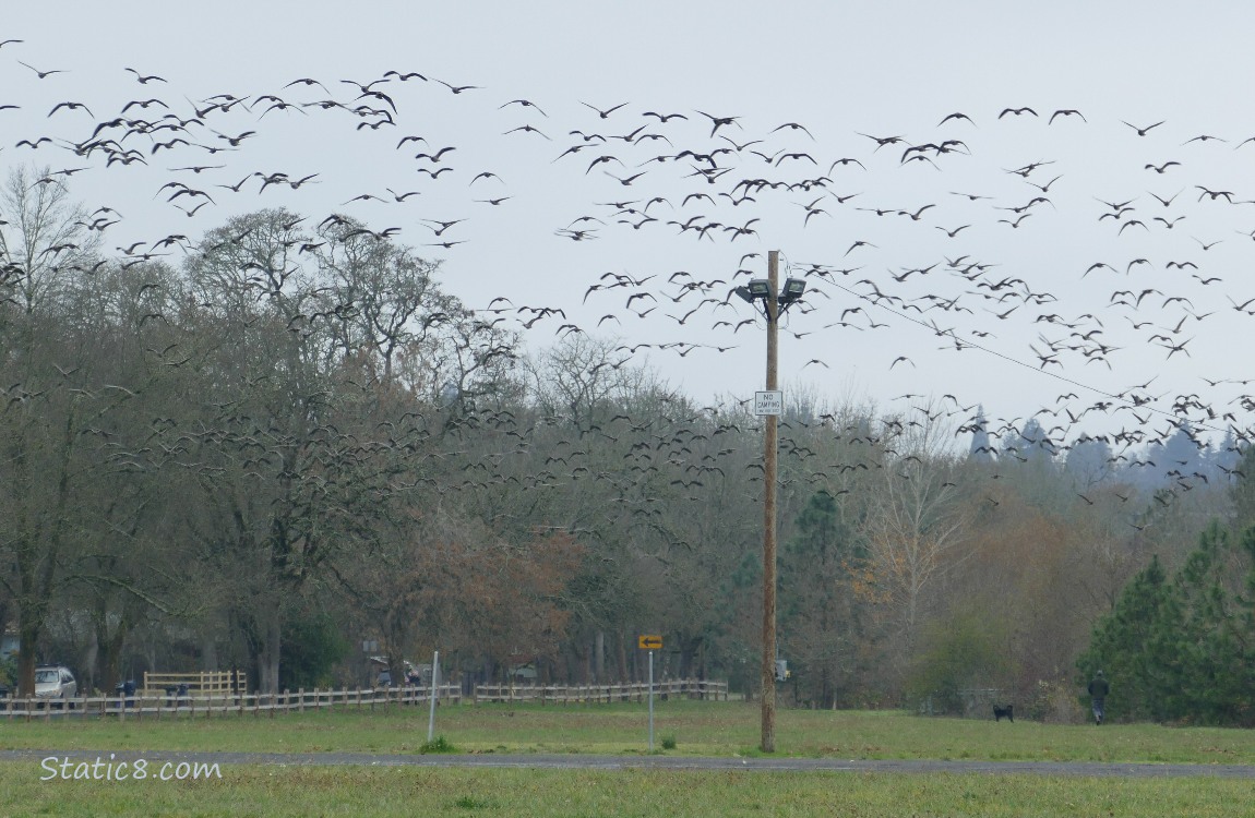 Flock of Geese flying over a field