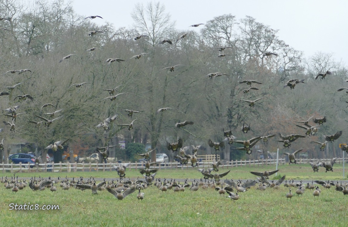 Flock of Geese coming back down to land in a field