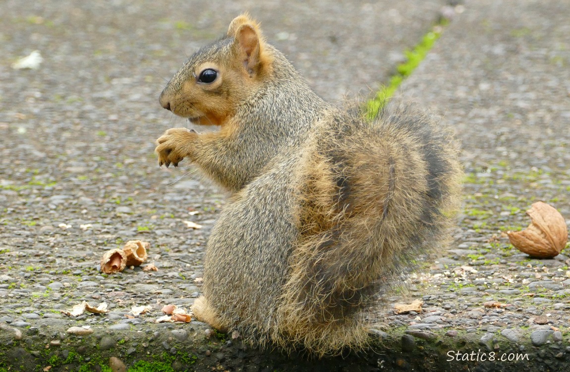 Squirrel standing at the top step