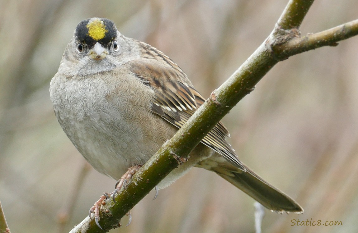 Golden Crown Sparrow standing on a stick