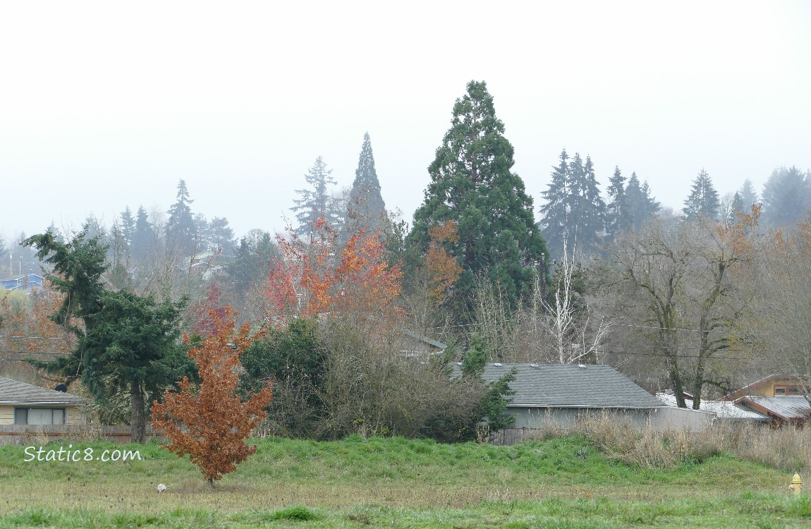 Trees on the hill