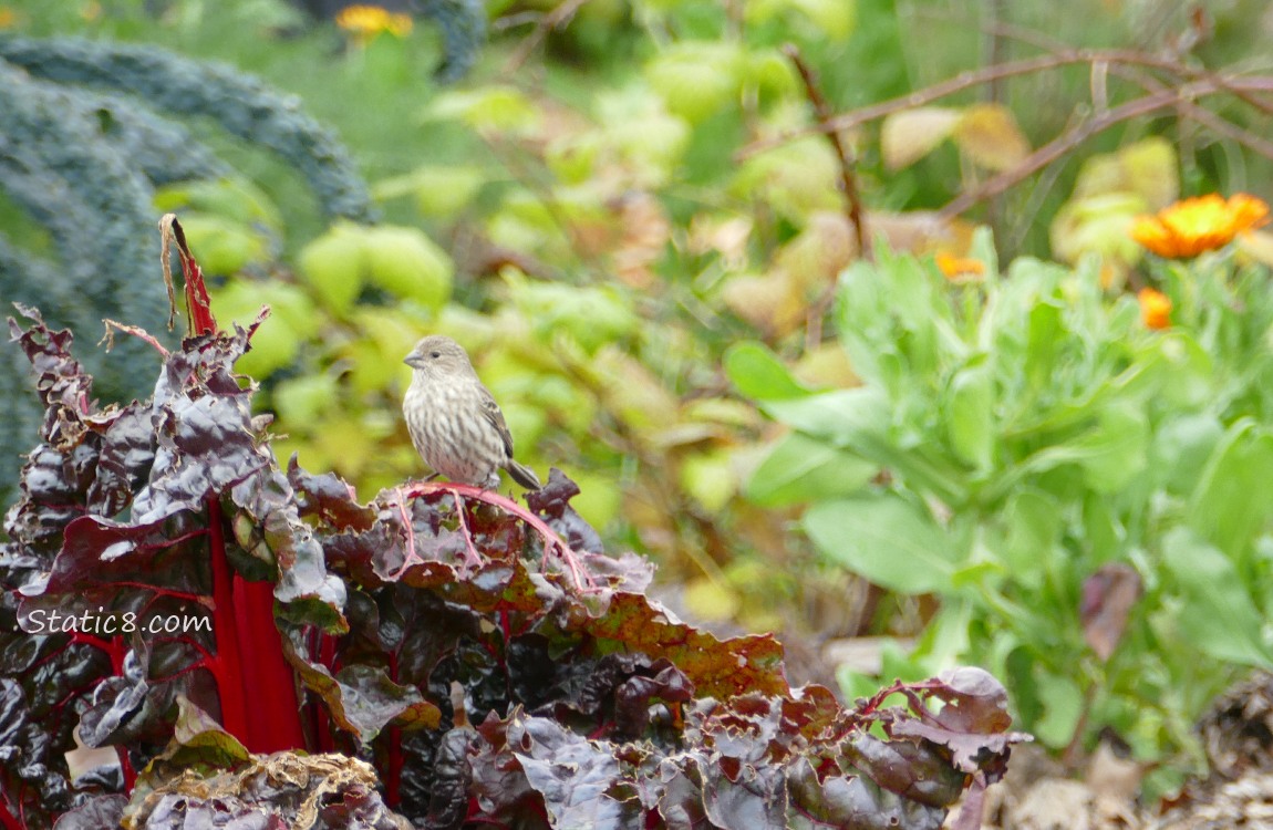 House Finch in a garden plot