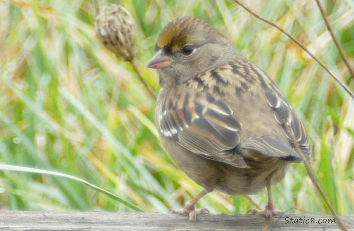 Juvenile Golden Crown Sparrow standing a wood board