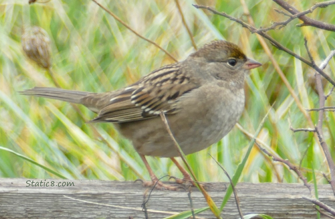 Juvenile Golden Crown Sparrow standing on a wood board