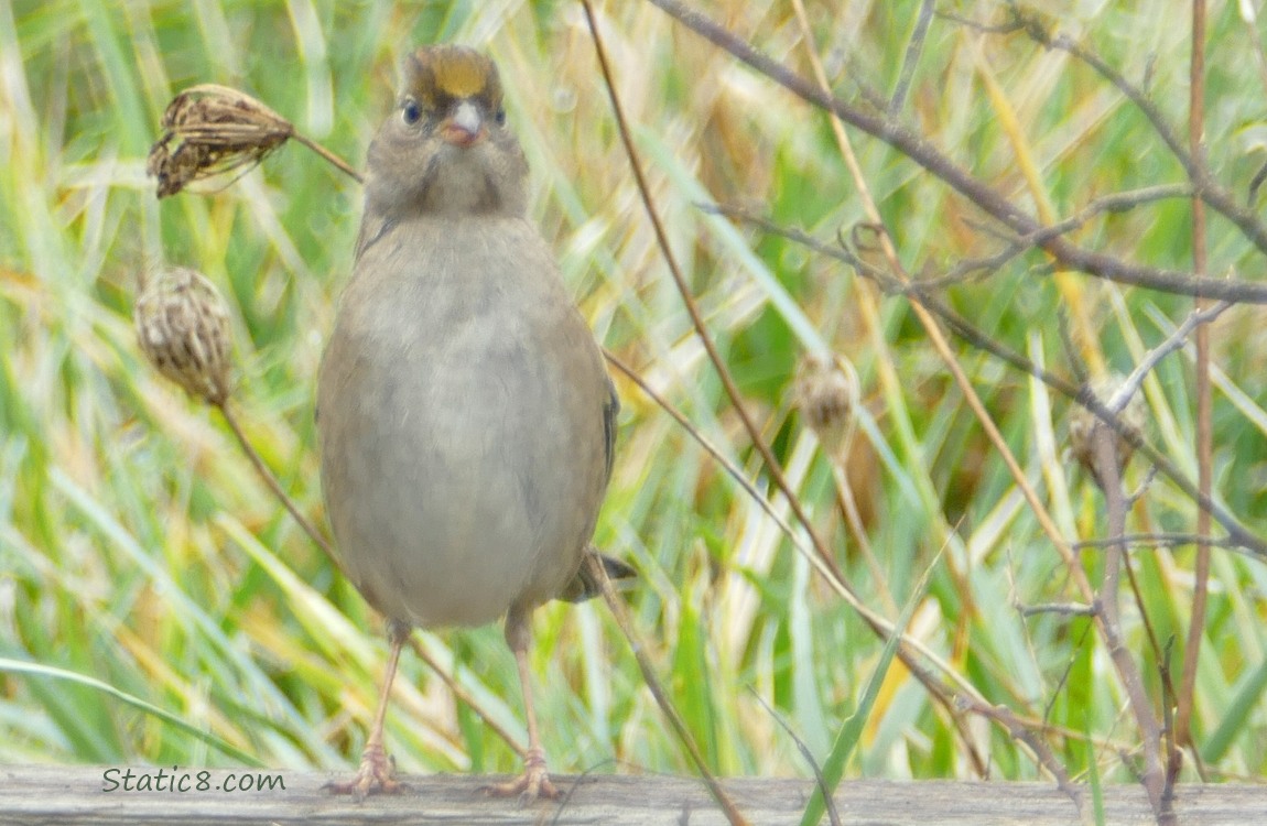 Juvenile Golden Crown Sparrow standing up straight on a wood board