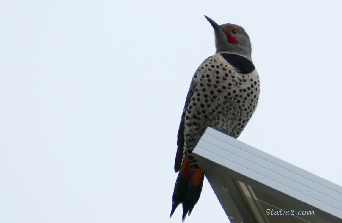 Northern Flicer standing on a solar panel