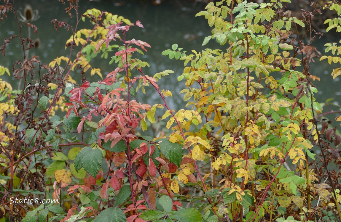 Rose bush foliage in green and yellow and red