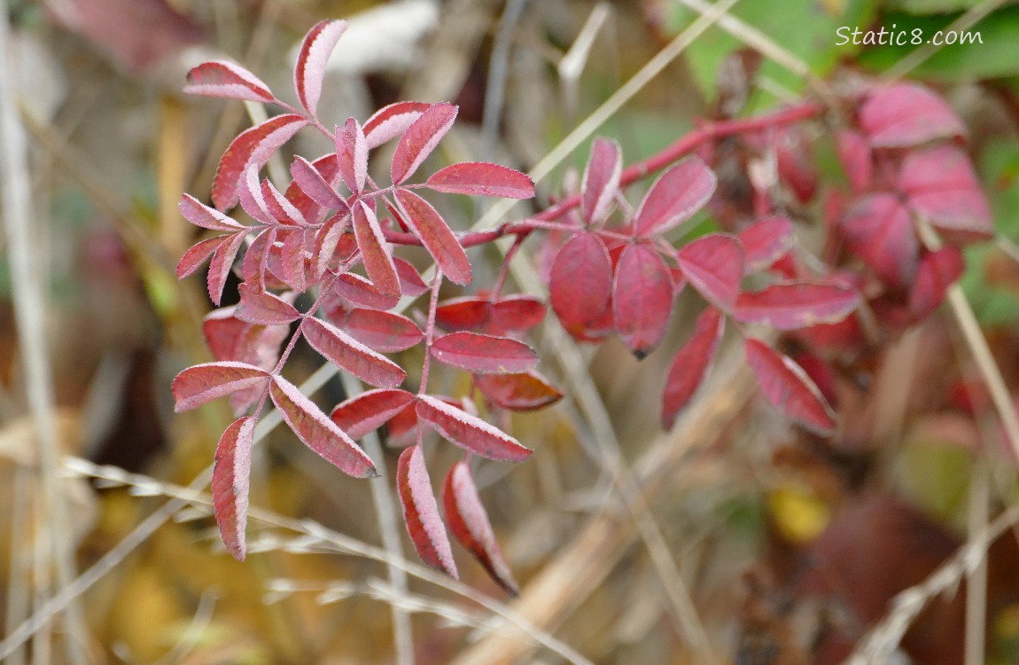 Red rose leaves