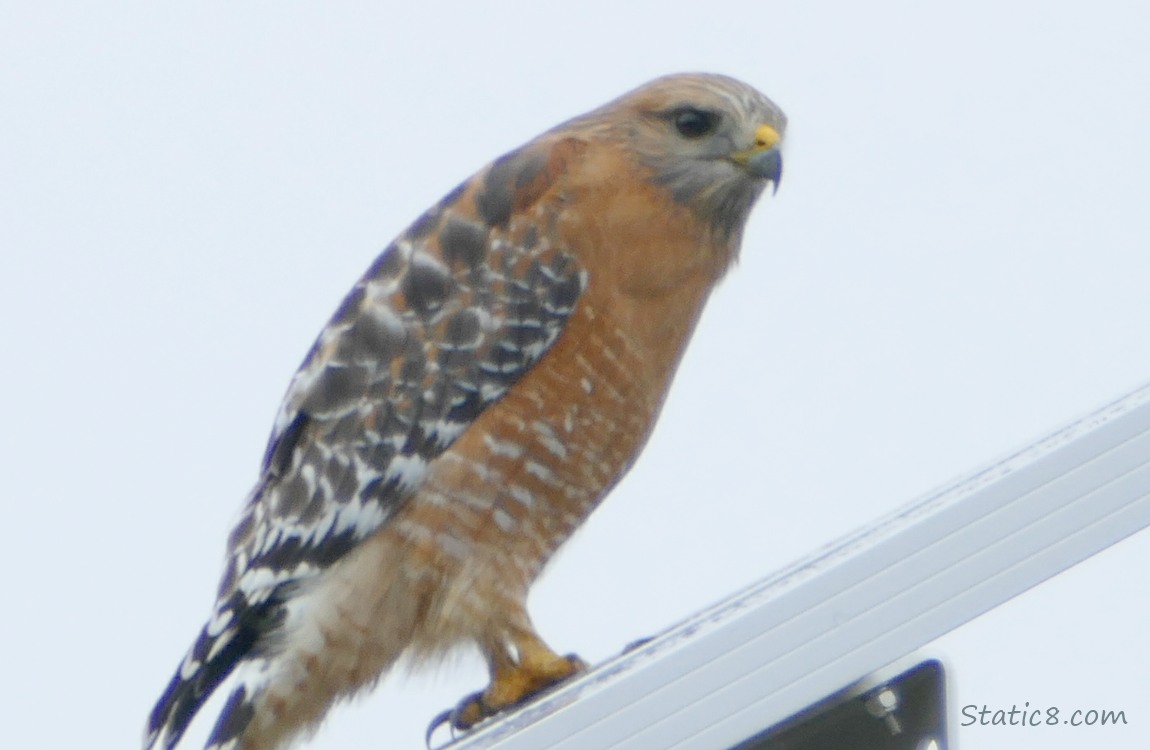 Red Shoulder Hawk standing on a solar panel