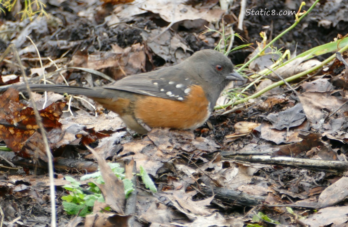 Towhee in the leaf litter