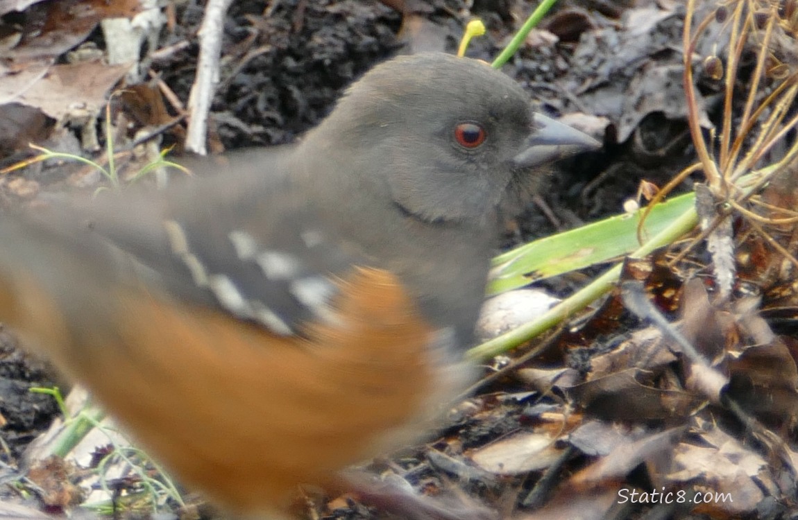 Blurry Towhee shakes