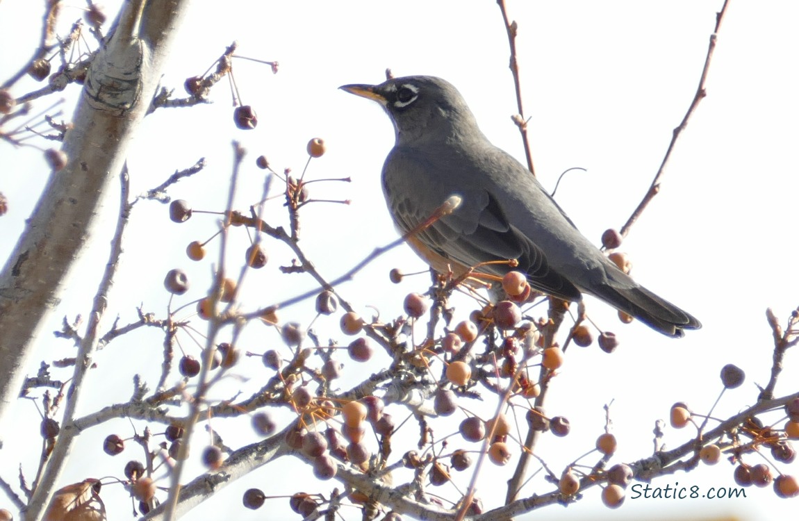 Amreican Robin standing in a tree with berries