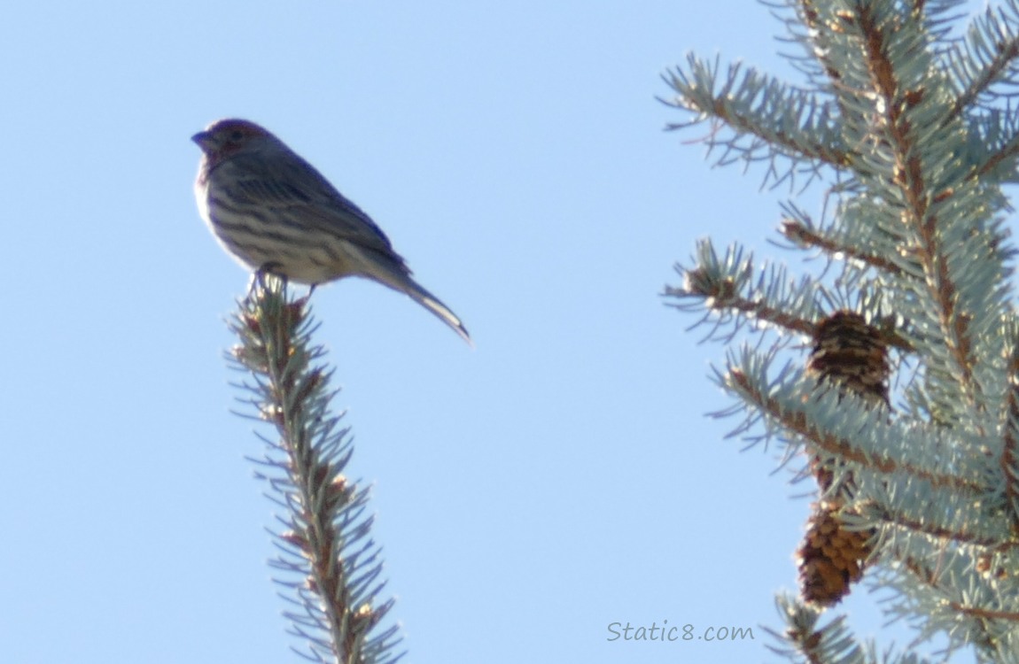 House Finch standing on a spruce twig